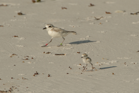 Plover Chick