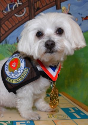 Riley Vertical Eccac Therapy Dog 2015 2