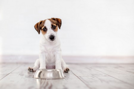 Dog Eating Food From The Bowl