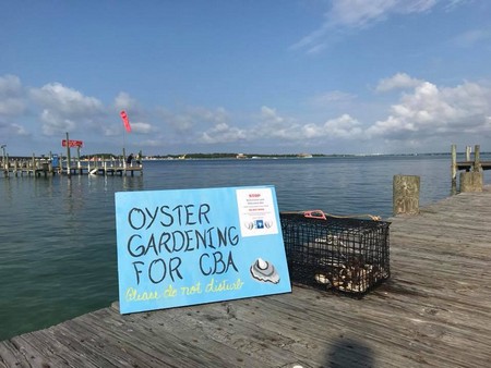 Oyster Gardening Destin