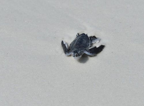 Green Sea Turtle Hatchling At Thpsp
