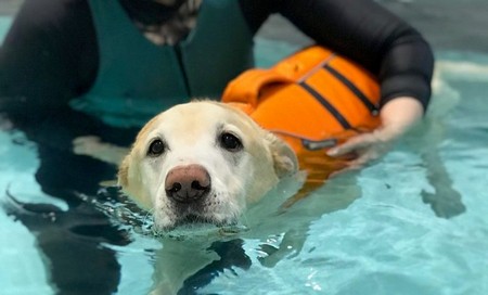 Swim Therapy For Degenerative Conditions In Dogs