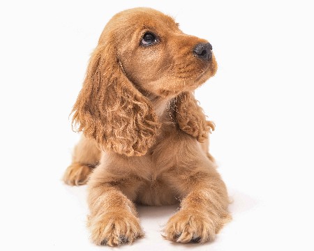 Beautiful,female,golden,cocker,spaniel,puppy,lays,on,white,background