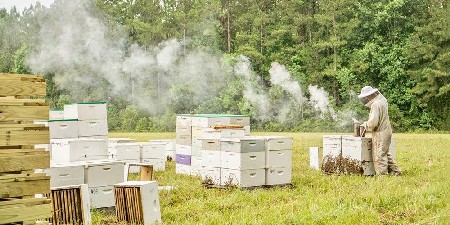 Bee Farmer Smoking Hives 1024x