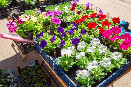 Sale Of Seedlings Of Decorative Flowers On The Street