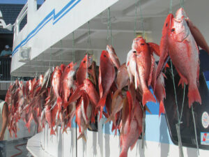 Capt A Snapper Pic 300x225