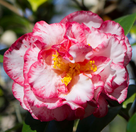 Camellias1 1