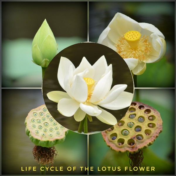 Lotus