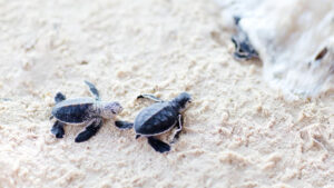 Baby Sea Turtles