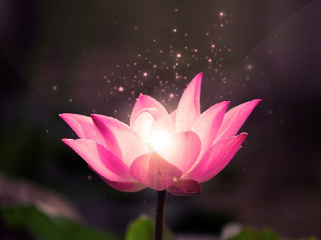 Copy Of Lotus Life