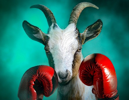 Goat With Boxing Gloves In A Dramatic Smoke Background