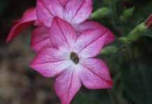 Beautiful Pink Flower Close Up