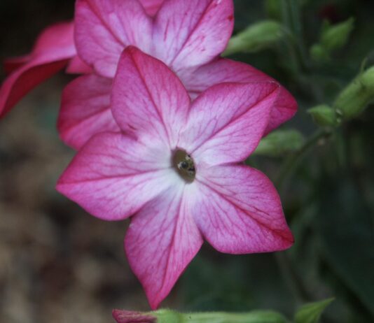 Beautiful Pink Flower Close Up