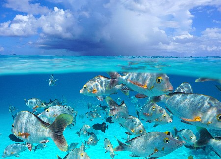 Cloud With Tropical Fish Seascape Over Under Water