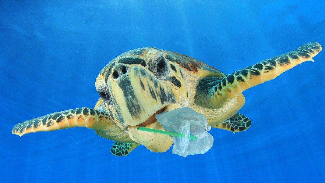 Sea Turtle And Underwater Plastic