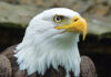 Macro Of A Bald Eagle Looking Up. Original Public Domain Image F