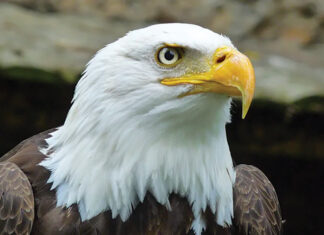 Macro Of A Bald Eagle Looking Up. Original Public Domain Image F
