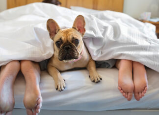 Dog Laying Under Covers With Couple